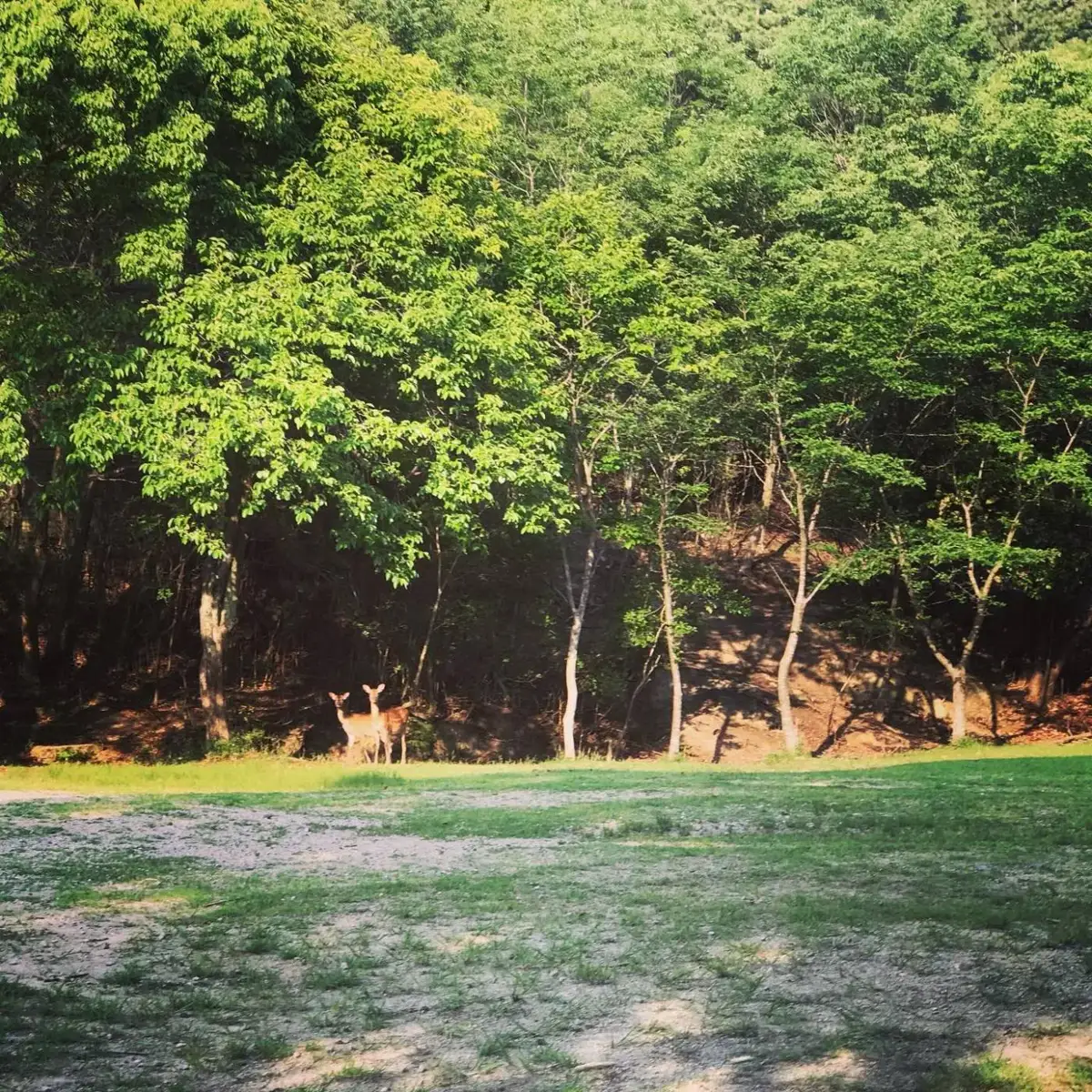 子どもたちが帰った夕方の広場に、草を食べに来た鹿たち