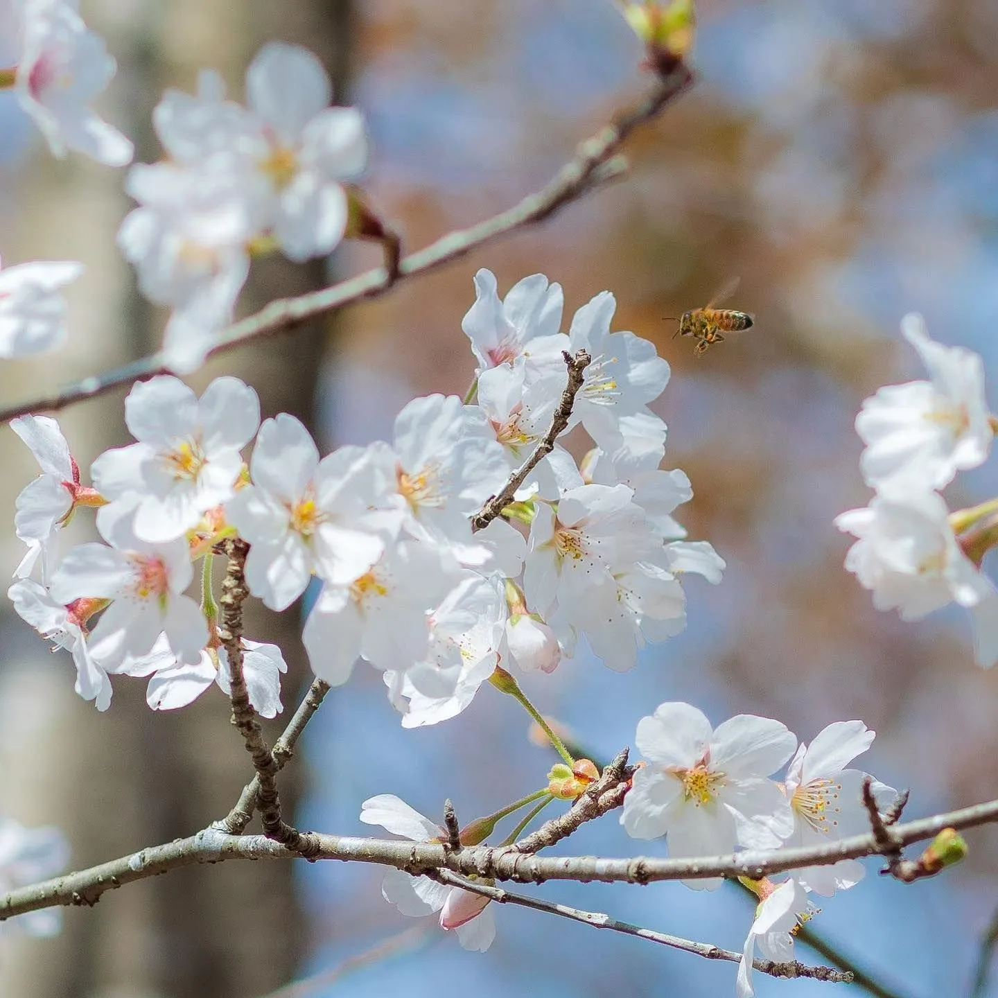 ASOBOに咲いた桜と、ミツバチ